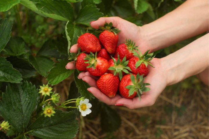 Handful of freshly picked strawberries