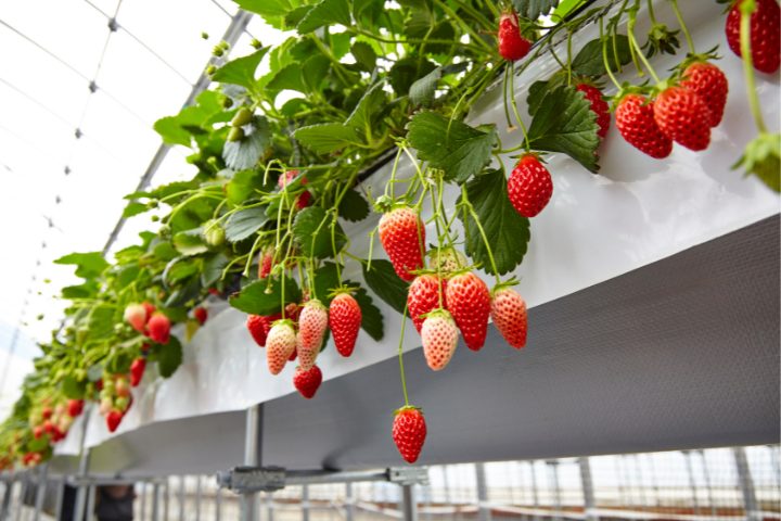Fresh strawberries ready to harvest