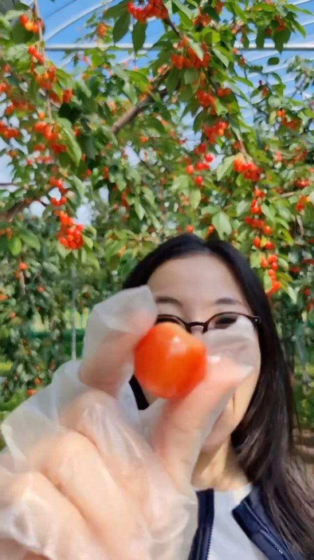 🍒🍒🍒Something to add to your 2024 summer bucket list already: cherry picking in Yamagata! 

Check out this reel by @corincaroline for more details! 

Save this post in your summer in Japan bucket list ☀️☀️