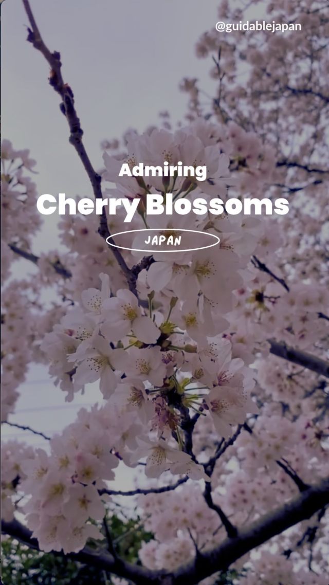 Every year, tourists come to Japan to marvel at the ✨🌸cherry blossoms🌸✨
The streets fill with pink🌸 all around and the sound of groups enjoying Hanami can be heard. 
Where you able to enjoy the cherry blossoms🌸 this year?

🎥: @betty_to_tinga_to_t 
📍: Japan