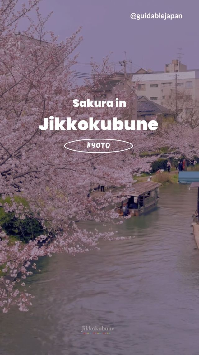 Although the time for ✨🌸sakura🌸✨was short this year 😞
It doesn’t hurt to reminisce about how ✨beautiful✨they look!
Were you able to see cherry blossoms🌸 this year?

📍: Jikkokubune Canal Cruise, Kyoto, Japan
🎥: @e.indrawati