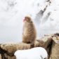 snow monkey, jigokudani snow monkey park, monkeys, japanese macaque, nagano, japan